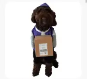 Medium Dog Costume Rollo Box Carrier, Brand New