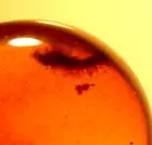 Spiny Polyxenid Millipede with Beetle in Burmite Amber Fossil Dinosaur Age