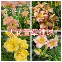 在飛比找蝦皮購物優惠-進口耐寒【大花萱草種球】萱草花根苗多年生耐寒盆栽地栽 宿根花