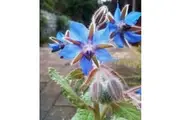 BORAGE Blue Flowered seeds