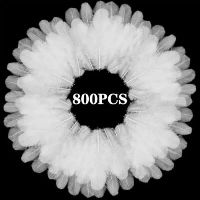 800Pcs White Craft Rooster Feathers 3-5 inch Bulk Feathers for Crafting