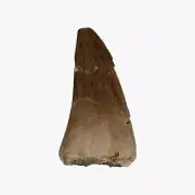 Fossil Mosasaur Tooth Display Specimen! Fossil Dinosaur Teeth!