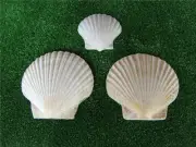 Large Sea Shells Clam Mould For Plaster or Cement - Garden Ornaments