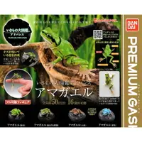 在飛比找樂天市場購物網優惠-全套4款【日本正版】生物大圖鑑 進擊 日本雨蛙 扭蛋 轉蛋 