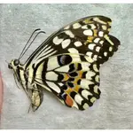 台灣無尾鳳蝶 PAPILIO DEMOLEUS 飼育品 品項好