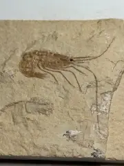 BEAUTIFUL, DETAILED CRETACEOUS FOSSIL SHRIMP - DINOSAUR AGE!