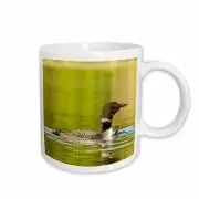 3dRose Common loon birds, Beaver Lake, Montana, USA - US27 CHA2736 - Chuck Haney