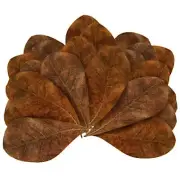 100 cylon Almond Leaves 10-15cm Catappa Ketapang for Fish, Shrimp, Aquarium