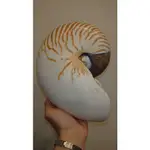 NAUTILUS POMPILIUS 帝珍珠鸚鵡螺 21.5+公分XL 海洋海螺貝殼標本活化石四大名螺唐冠螺大法螺萬寶螺