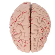 Human Brain Doctors Teaching Brain Anatomy Model For Hospital School