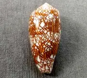 Conus textile 64 mm GEM BEAUTIFUL fat body shaped DARK unusual pattern "