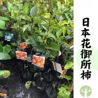 在飛比找蝦皮購物優惠-［農夫世家］新品種 大果 日本上等甜柿品種🇯🇵 花御所柿 嫁