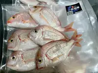 在飛比找Yahoo!奇摩拍賣優惠-新鮮現撈深海盤仔魚 赤鯮魚