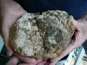 (DF846-6) 6" Fossil REAL DINOSAUR POOP Coprolite Dino Valley Utah DUNG Poo Scat