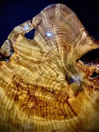 在飛比找Yahoo!奇摩拍賣優惠-台灣檜木瘤板 雕刻 聚寶盆 樹瘤鳳尾