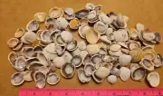 Sea Shells Clam White & Off White Sanibel Crafting Beach Clean Assorted Sizes
