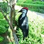 Simulation Woodpecker Feather Gift Scarecrow Art Model Statue for Yard Decor