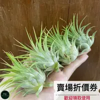 在飛比找蝦皮購物優惠-植藝-龍小精靈 ✧可愛少見✧ T. ionantha Ron