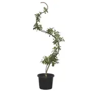 400mm Serpentine Espalier Apple Tree - Malus domestica