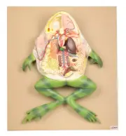 Eisco Labs Frog Dissection Model, Large