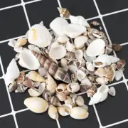 1 Pack Natural Shell Conch Aquarium Landscape Tiny Sea Shell Beach Decoration