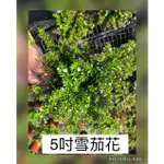 雪茄花5吋盆特價120元