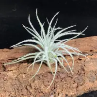 在飛比找蝦皮商城精選優惠-[狂買園藝] 空氣鳳梨 雞毛撢子 Tillandsia /雨