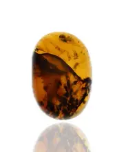 Swarm of Insects, Fossil insect inclusion in Burmese Amber