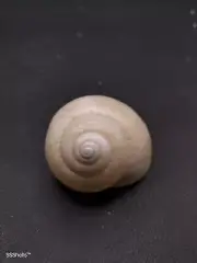 Giant Sinumelon kalgum land snail 43mm Sea shell. home collectors #11250