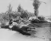 Dead Cavalry Horses after Battle of Haelen 1914 WW1 8x10 World War I Photo