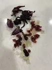 Tea ( 3-pack) Blueberries Rose Peach Organic Natural Hot Cold Brew Drink