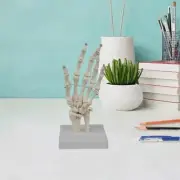 Human Hand Joint Model Human Skeleton Model for Research Learning Display