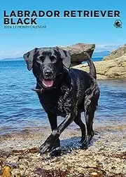 Labrador Retriever Black Calendar 2026 – Celebrate the Elegance of Black Labradors