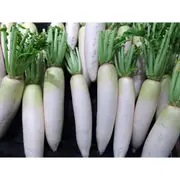 RADISH 'Daikon' / Minowase / Japanese Radish seeds