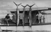 Kip Farrington With Three Sailfish 1940 Old Fishing Photo