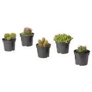 CACTACEAE potted plant, cactus/assorted, 9.5 cm