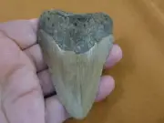 (S276-37) big 3-7/16" Fossil MEGALODON Shark Tooth Teeth JEWELRY love sharks