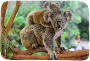 Outdoor Rug, Washable Rug, Porch Rug Machine Washable, Indoor Outdoor Area Rug, Floor Mat for Farmhouse, Layered Door Mats, Living Room, Two Koalas Tropical Animals