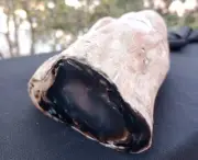 2 Lb 14 Oz Natural Rare Opalized Mirror Polished Big Petrified Wood Uv Reactive