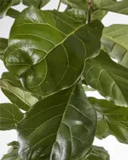 Fiddle Leaf Fig (Extra Large)