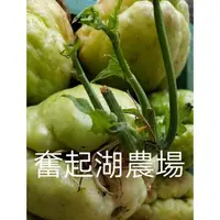 在飛比找蝦皮購物優惠-【奮起湖農場】 高山佛手瓜種苗1顆40元 佛手瓜種子 佛手瓜