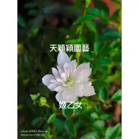 在飛比找蝦皮購物優惠-吳老爹盆栽~日本姬乙女玫瑰花苗~112/12/19實拍