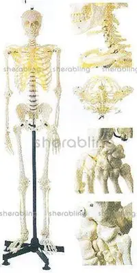 在飛比找Yahoo!奇摩拍賣優惠-(ME-B_374)男性全身骨骼模型A111011人體骨骼模