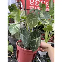 在飛比找蝦皮購物優惠-圓葉花燭 /華麗花燭 Anthurium Magnificu