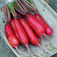 在飛比找蝦皮購物優惠-【媽咪蔬果園】、北京水蘿蔔  種子  滿身紅蘿蔔種子
