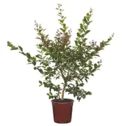 200mm Crepe Myrtle Zuni Bush - Lagerstroemia indica