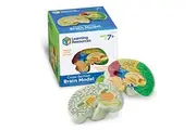 Learning Resources Cross-section Brain Model - 2 Pieces, Ages 7+ Brain Anatomy Model, Brain Functions Model, Human Anatomy for Kids, Foam Brain Model,Back to School Supplies
