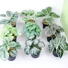 1Pc Desktop Ornaments Artificial Plant Bonsai Desktop Potted Green Bonsai Home