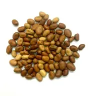 Beans Fava Small | Faba Grown Broad Organic Seeds Whole Palestinian High Quality