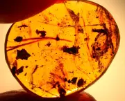 Cretaceous Cricket with Spider +++ in Burmite Amber Fossil Gemstone Dinosaur Age